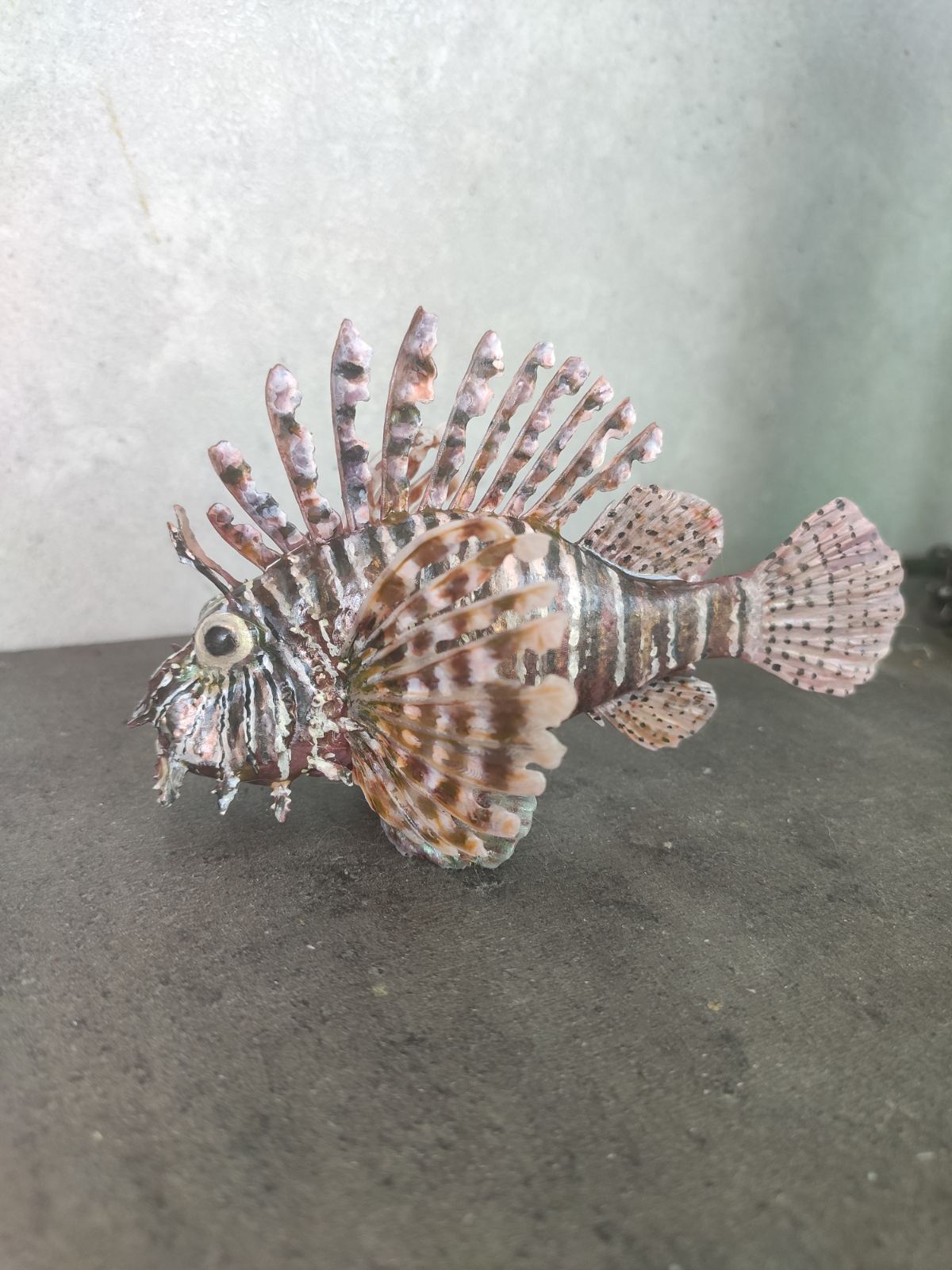 Lionfish fish