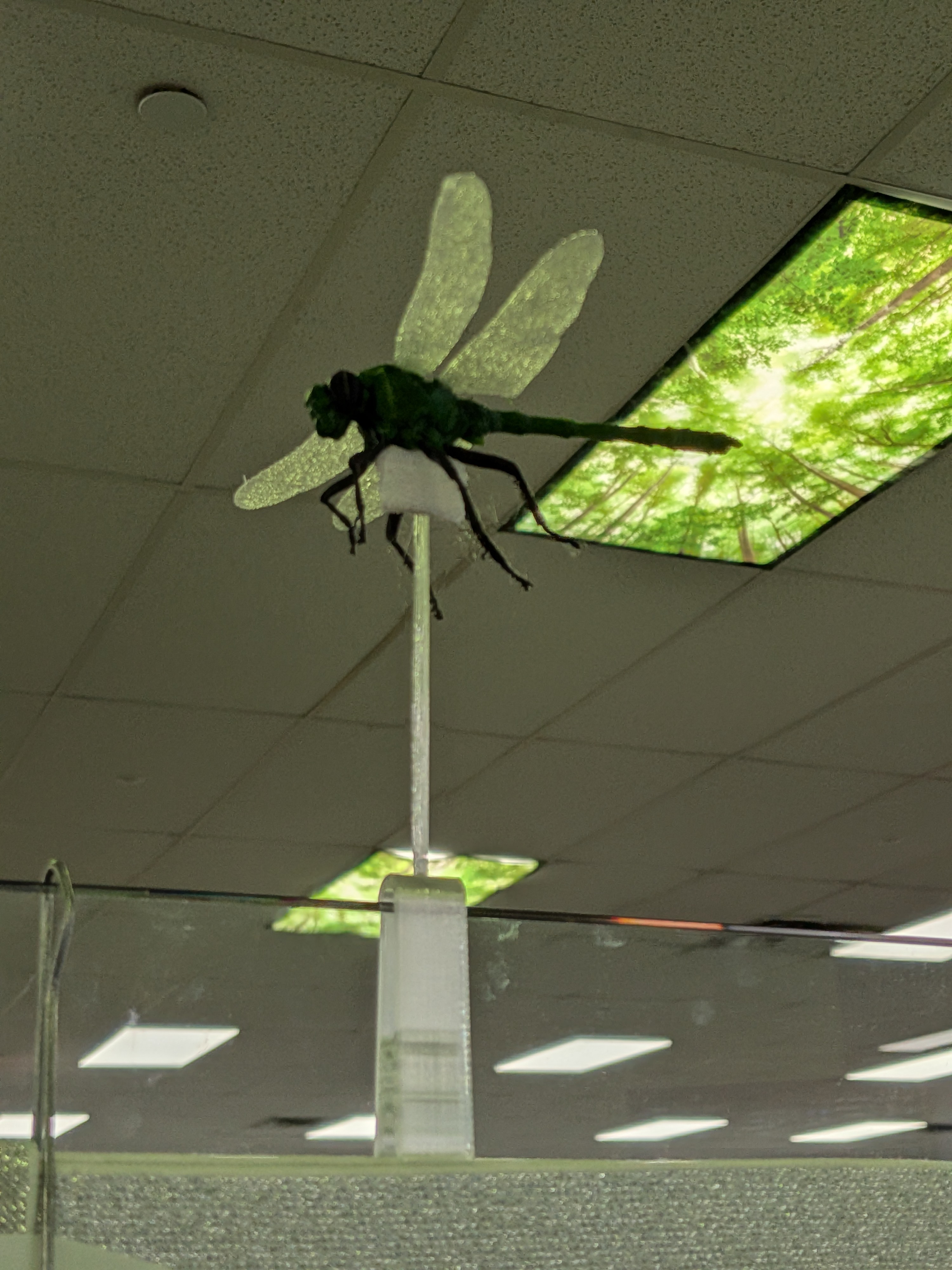 dragonfly in flight